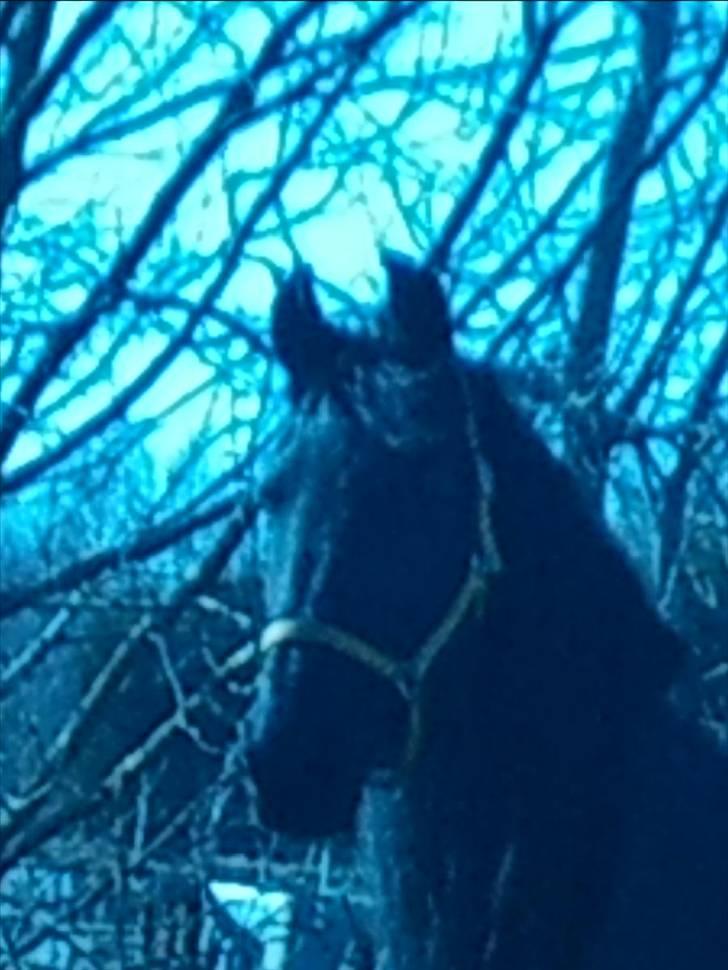 Påske billede:D  billede 15