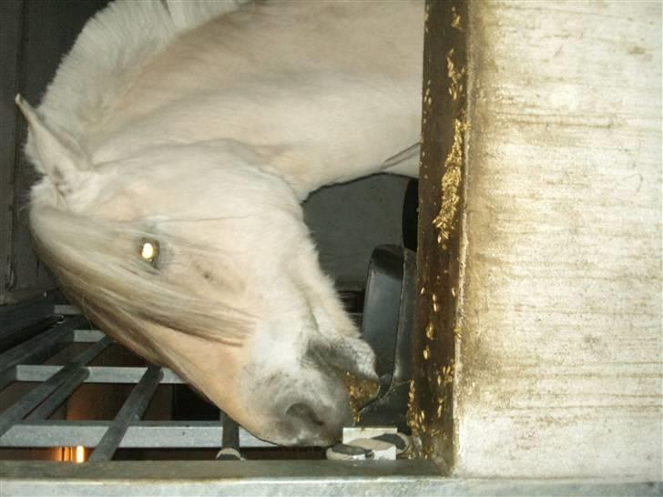 Påske billede:D  billede 16