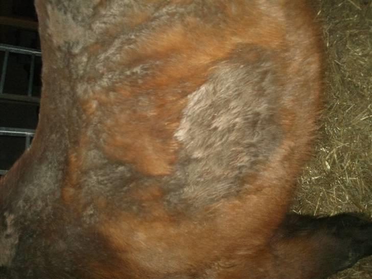 Påske billede:D  - Utøj:/ ikk godt billede 17