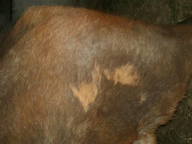 Påske billede:D  billede 18