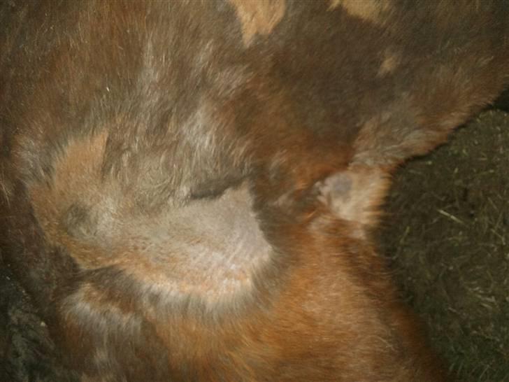 Påske billede:D  billede 19