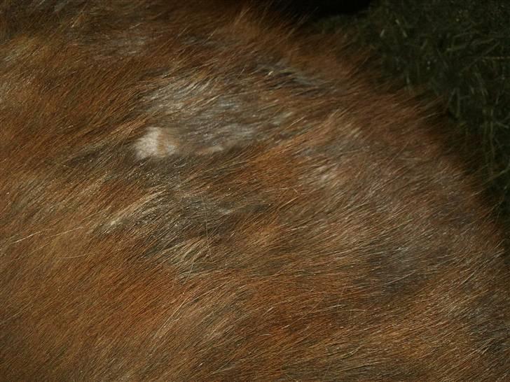 Påske billede:D  billede 20