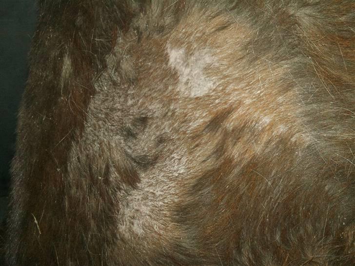 Påske billede:D  billede 21