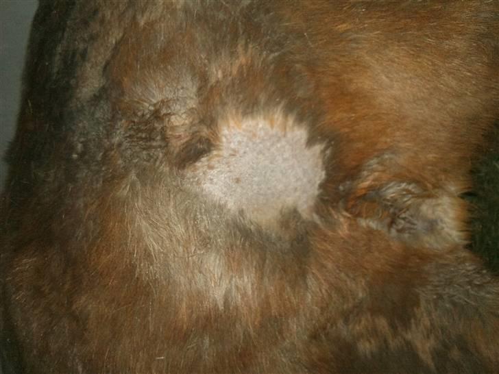 Påske billede:D  billede 22