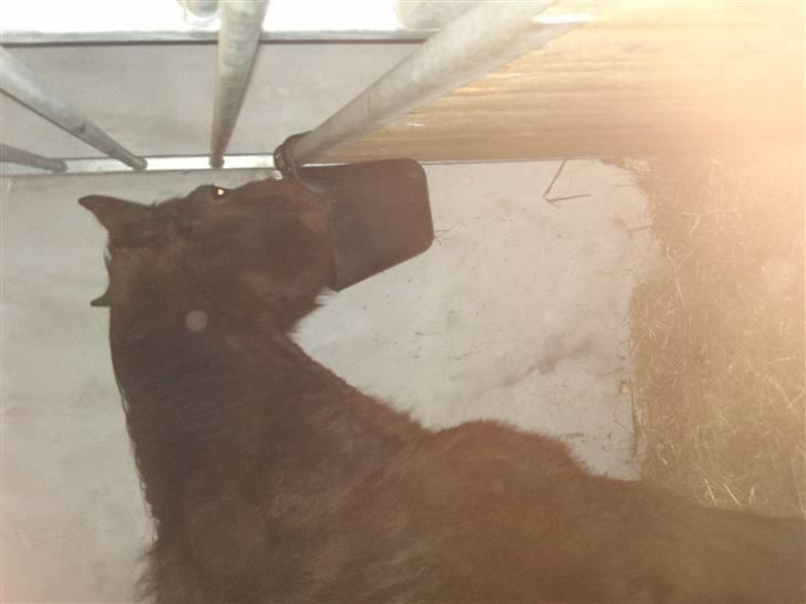 Påske billede:D  billede 23