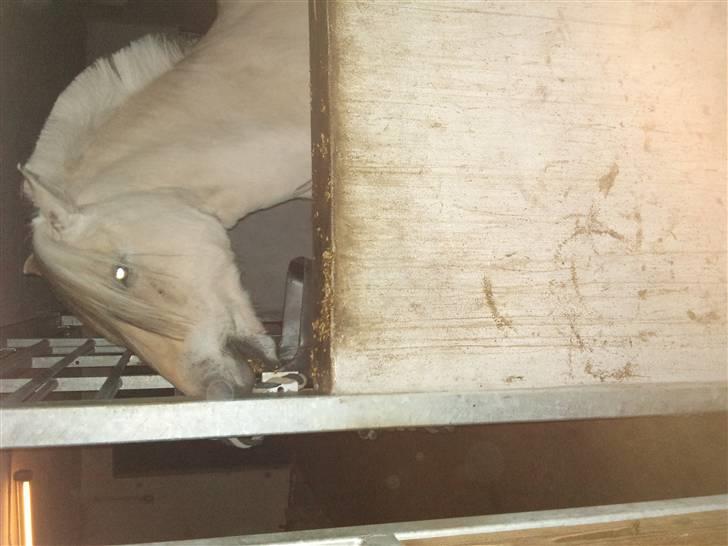 Påske billede:D  billede 24