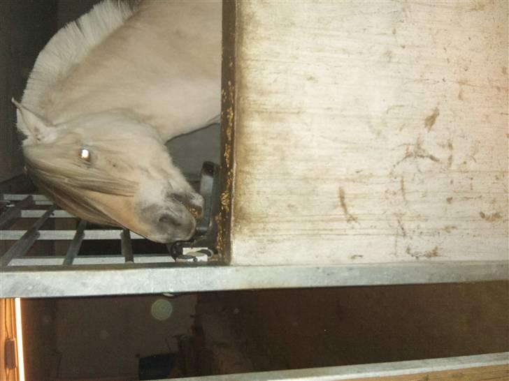 Påske billede:D  billede 25