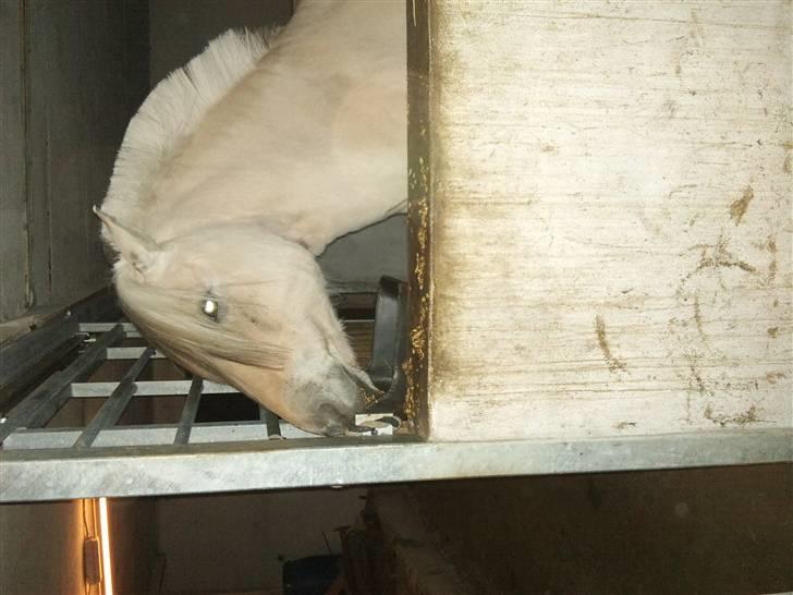 Påske billede:D  billede 26