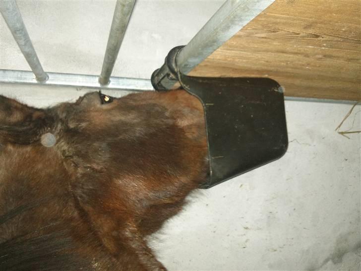 Påske billede:D  billede 27