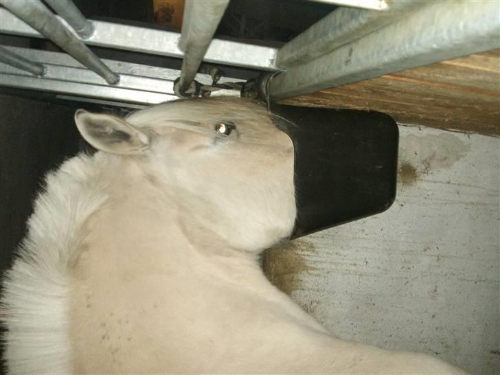 Påske billede:D  billede 28