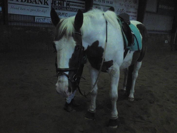 Springning på Brædstrup rideskole d. 31 Marts 10 - Indy billede 51