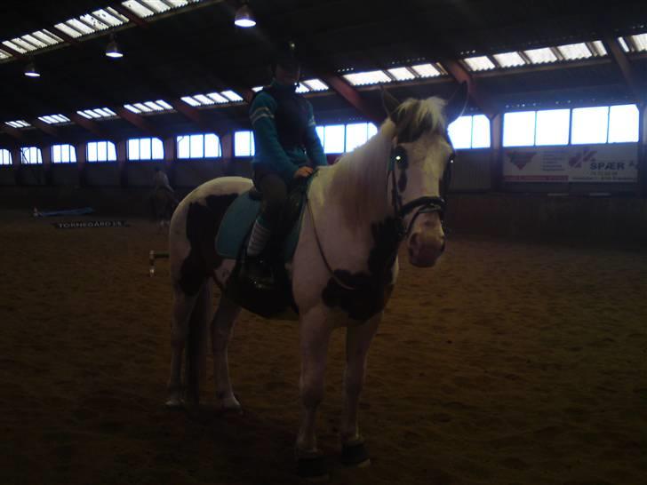 Springning på Brædstrup rideskole d. 31 Marts 10 - Cecilie og Indy billede 54