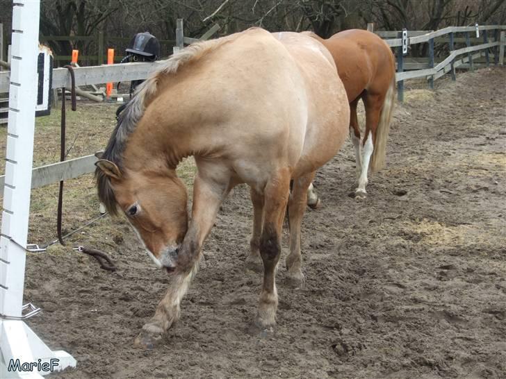 Herlev Rideskole d. 19 marts billede 3