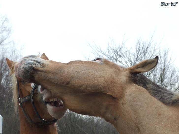 Herlev Rideskole d. 19 marts billede 4