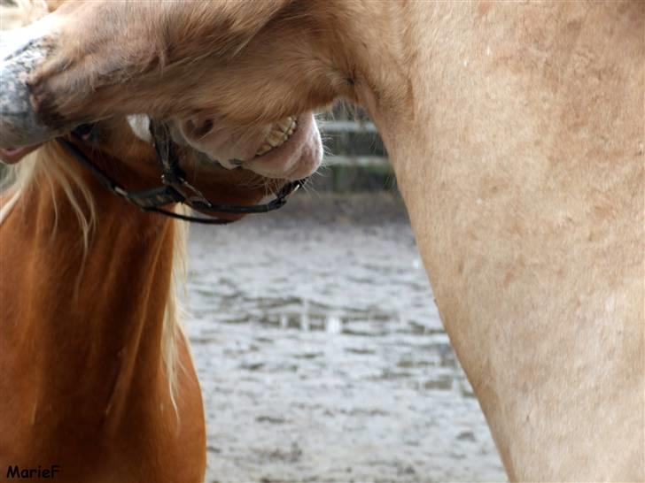 Herlev Rideskole d. 19 marts billede 5