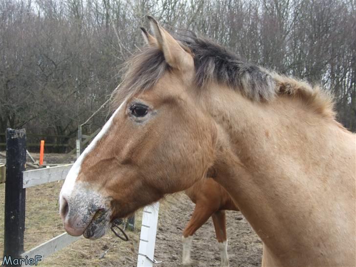 Herlev Rideskole d. 19 marts billede 6