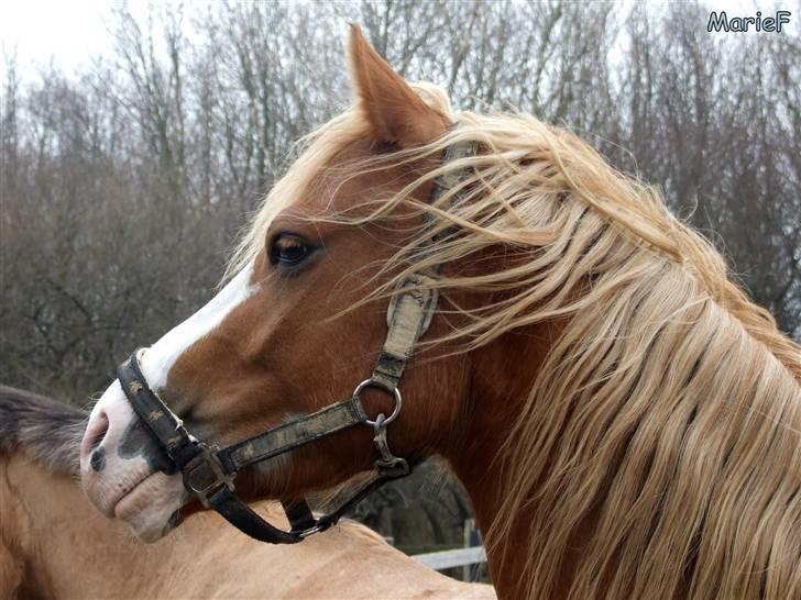 Herlev Rideskole d. 19 marts billede 7