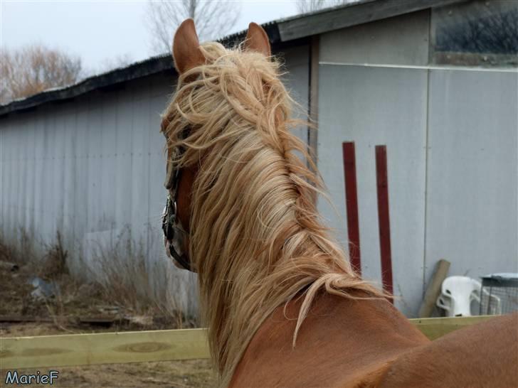 Herlev Rideskole d. 19 marts billede 8