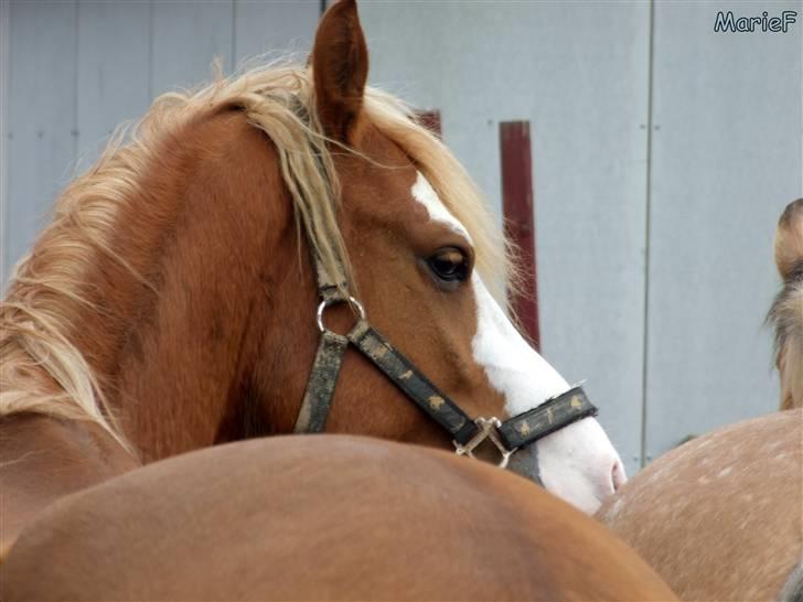 Herlev Rideskole d. 19 marts billede 9