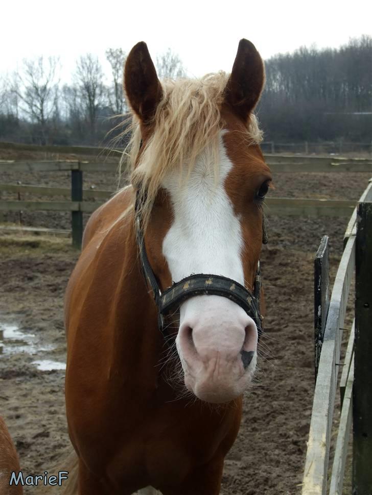 Herlev Rideskole d. 19 marts billede 10