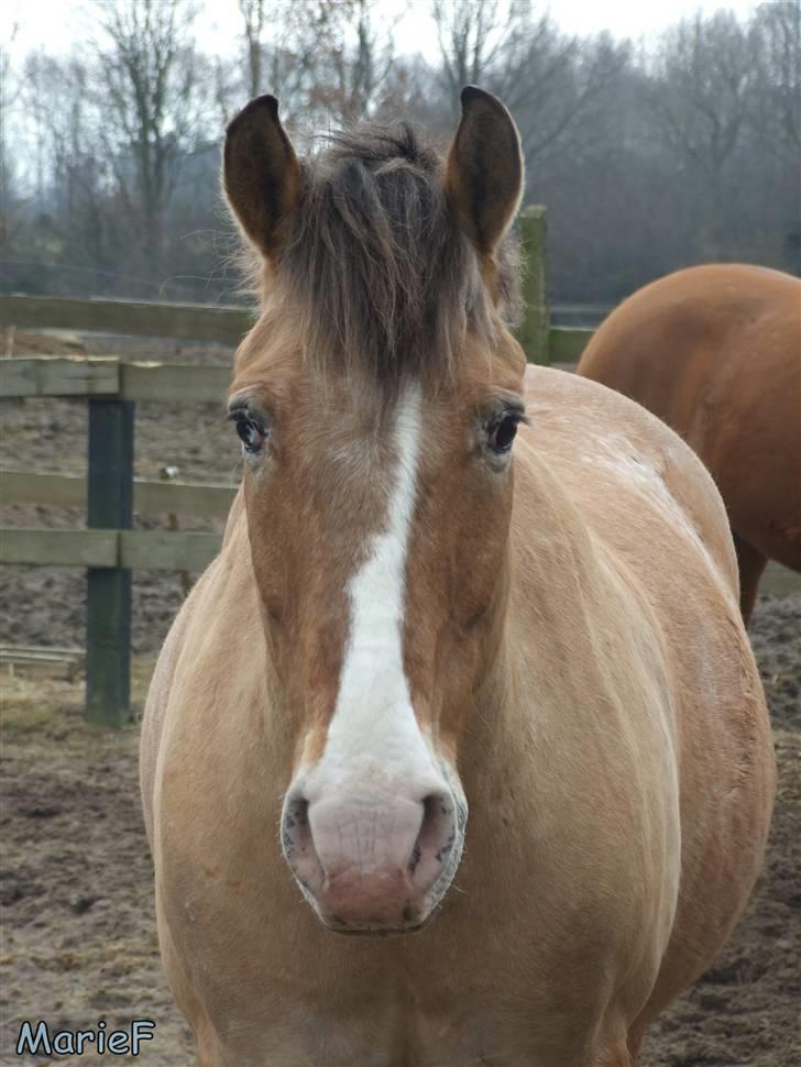 Herlev Rideskole d. 19 marts billede 11