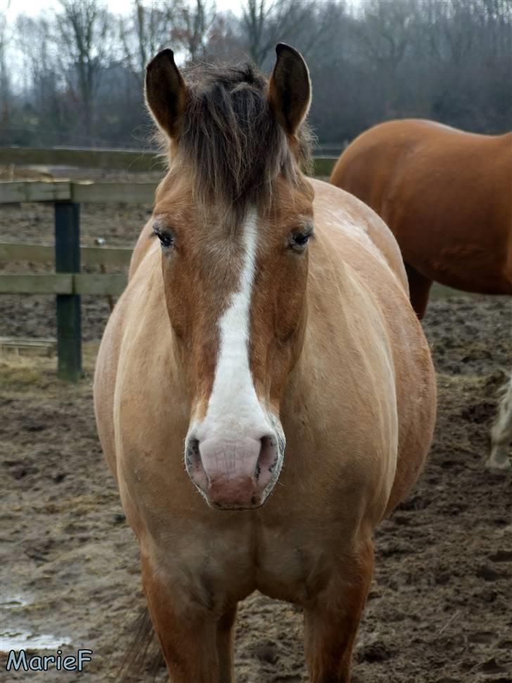 Herlev Rideskole d. 19 marts billede 12