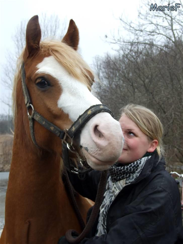 Herlev Rideskole d. 19 marts billede 14