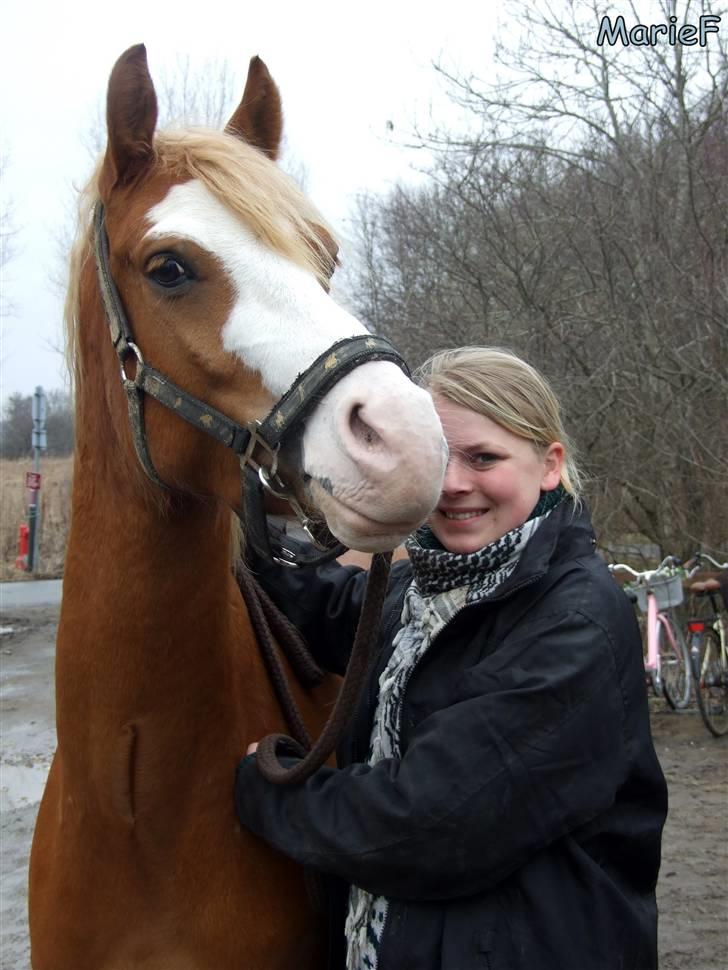 Herlev Rideskole d. 19 marts billede 15