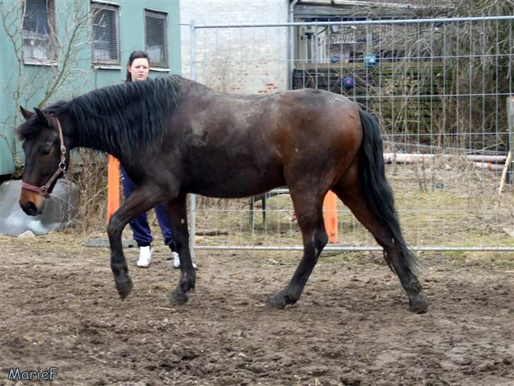 Herlev Rideskole d. 19 marts billede 17