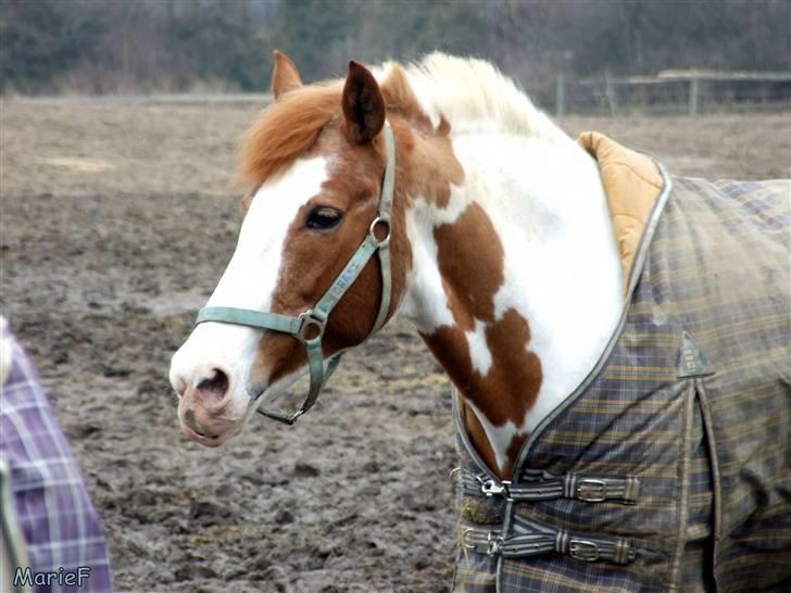 Herlev Rideskole d. 19 marts billede 18