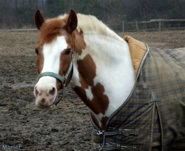 Herlev Rideskole d. 19 marts billede 19