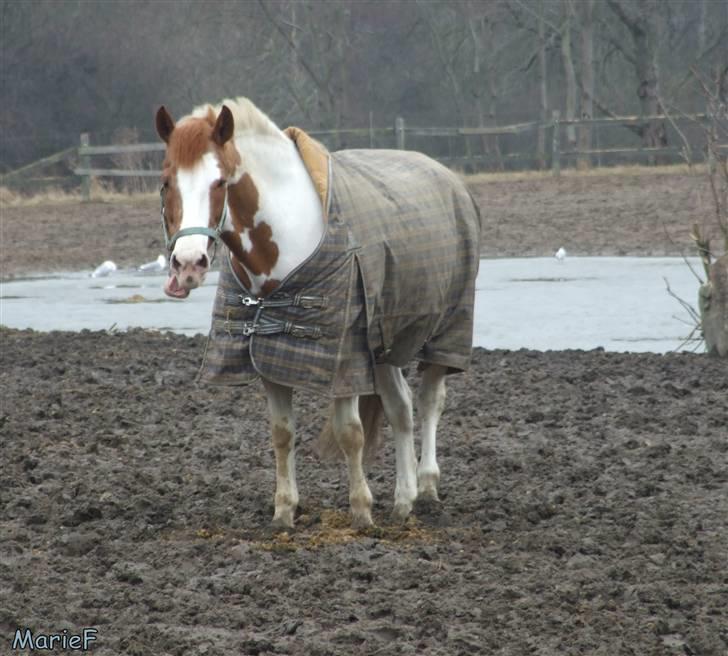 Herlev Rideskole d. 19 marts billede 20