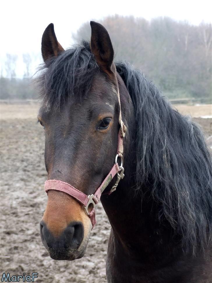 Herlev Rideskole d. 19 marts billede 21