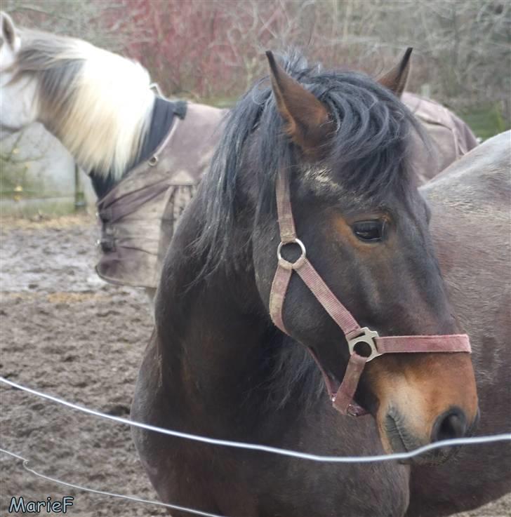 Herlev Rideskole d. 19 marts billede 22