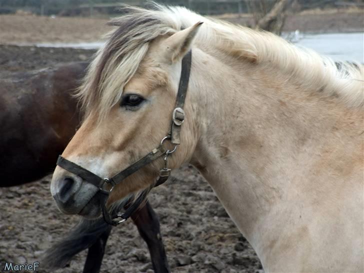 Herlev Rideskole d. 19 marts billede 23