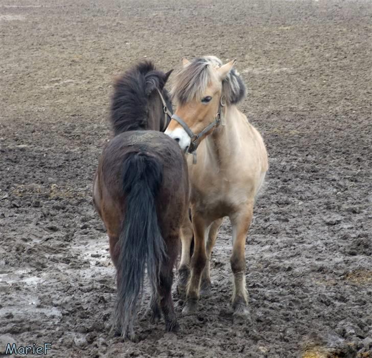 Herlev Rideskole d. 19 marts billede 24