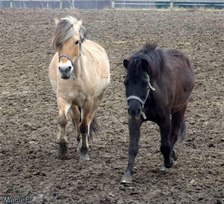 Herlev Rideskole d. 19 marts billede 25