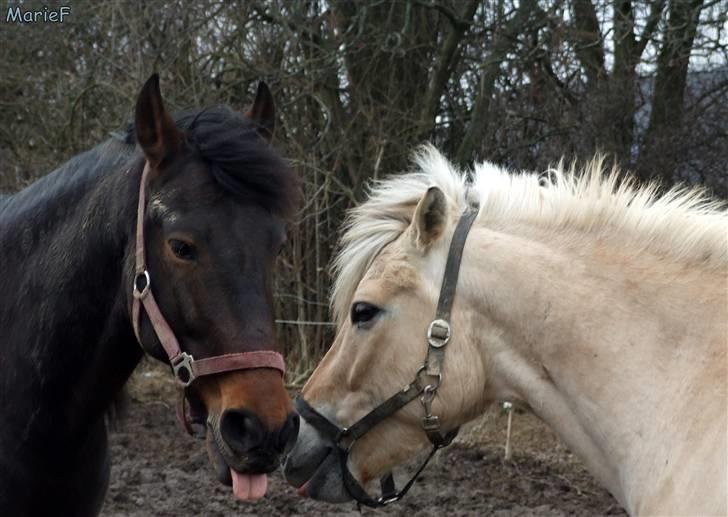 Herlev Rideskole d. 19 marts billede 1