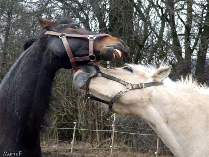 Herlev Rideskole d. 19 marts billede 26