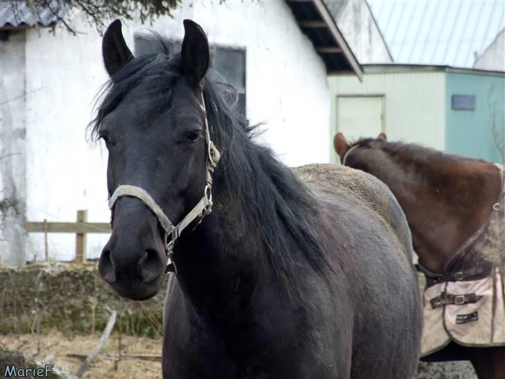 Herlev Rideskole d. 19 marts billede 27