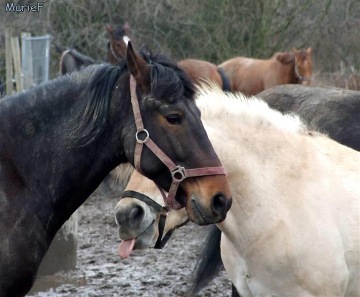 Herlev Rideskole d. 19 marts billede 28