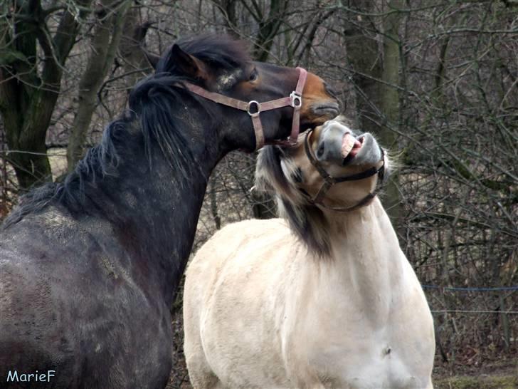 Herlev Rideskole d. 19 marts billede 29