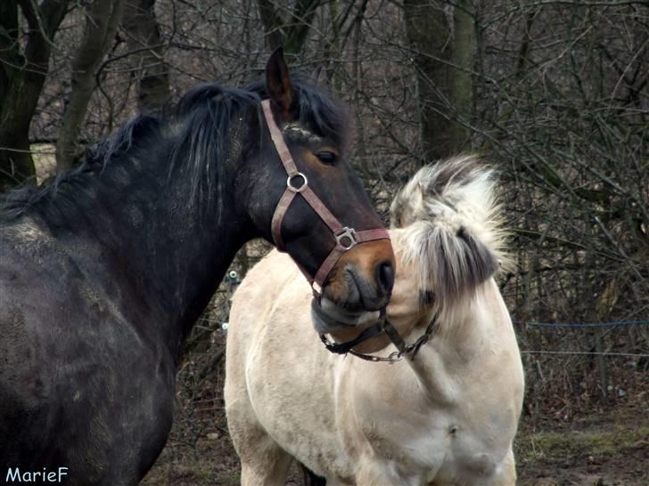 Herlev Rideskole d. 19 marts billede 30