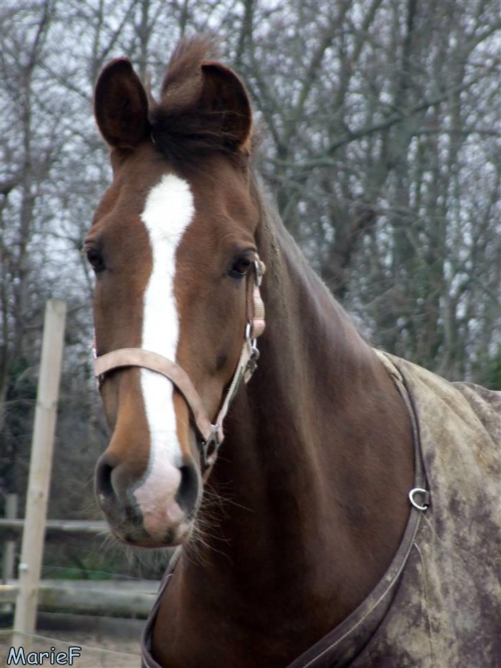 Herlev Rideskole d. 19 marts billede 31