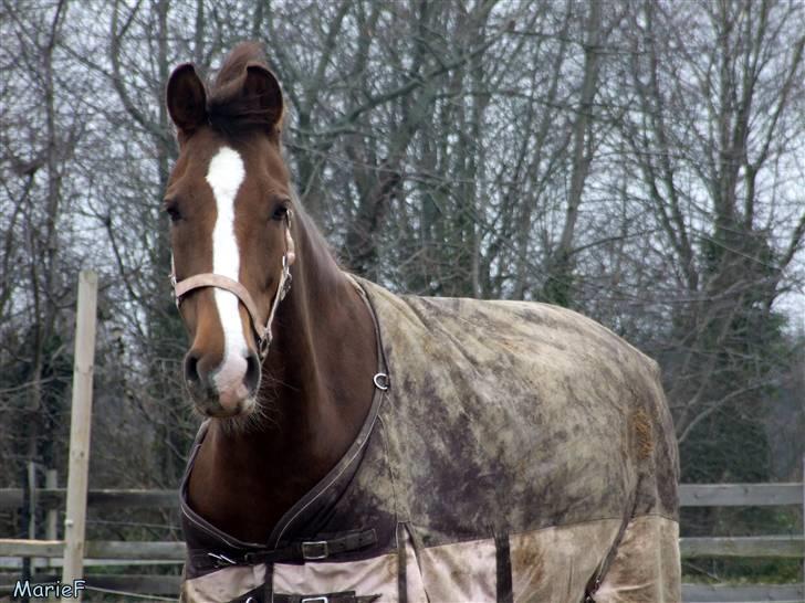 Herlev Rideskole d. 19 marts billede 32