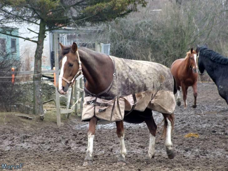 Herlev Rideskole d. 19 marts billede 33