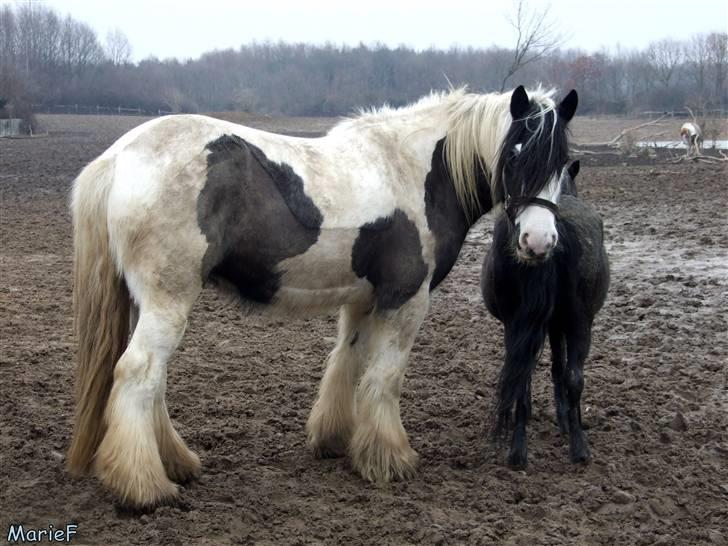 Herlev Rideskole d. 19 marts billede 34