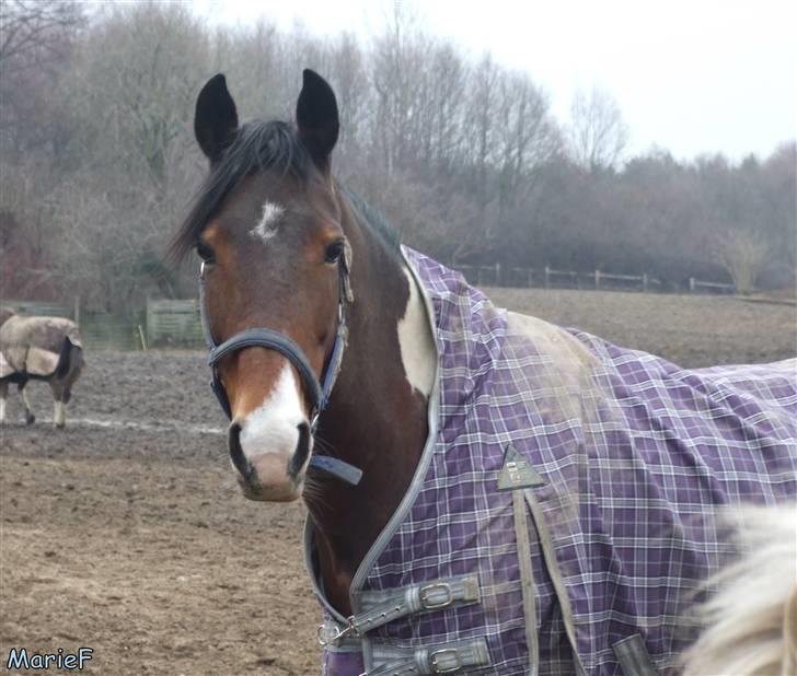 Herlev Rideskole d. 19 marts billede 35