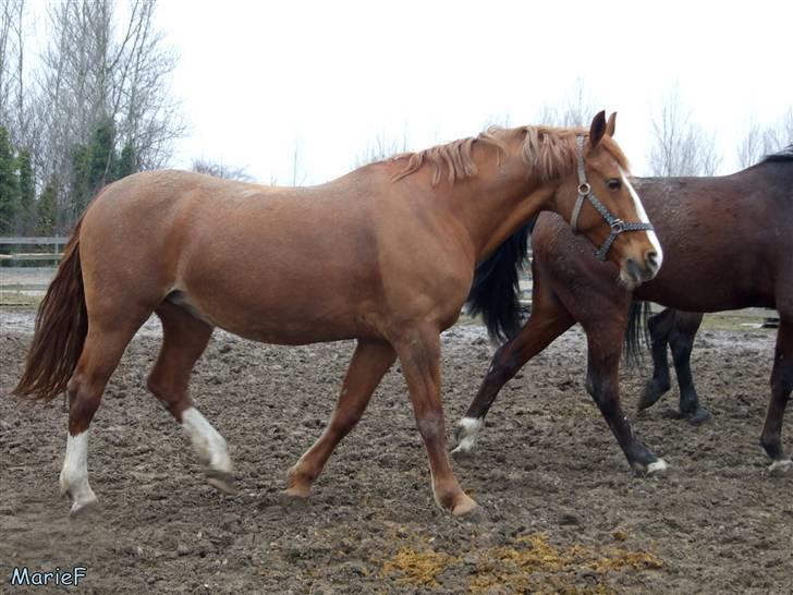 Herlev Rideskole d. 19 marts billede 36