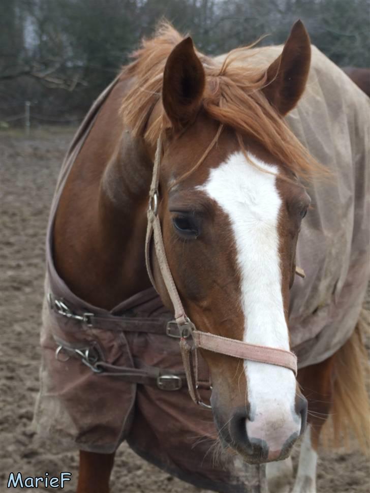 Herlev Rideskole d. 19 marts billede 37